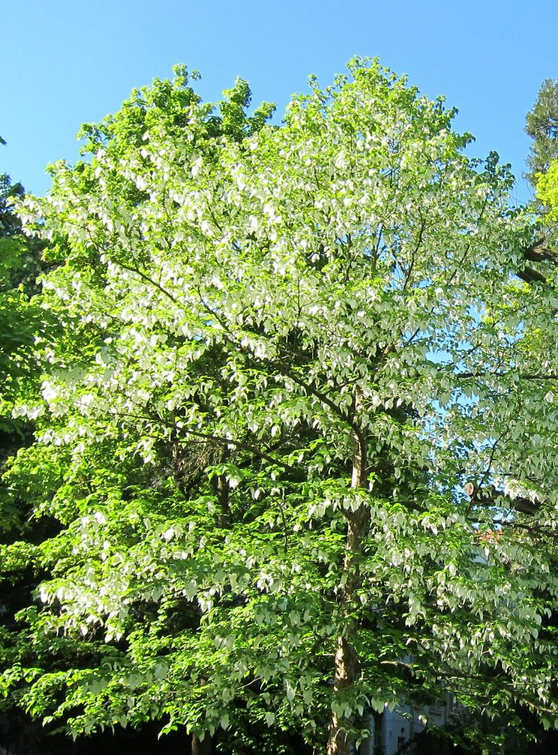 Taschentuchbaum, Alter Botanischer Garten