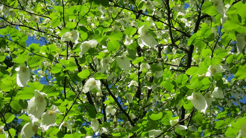 Taschentuchbaum, Alter Botanischer Garten