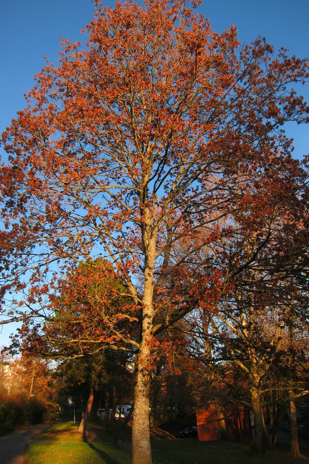 Ahornbaum in der Abendsonne am 21.November 2020